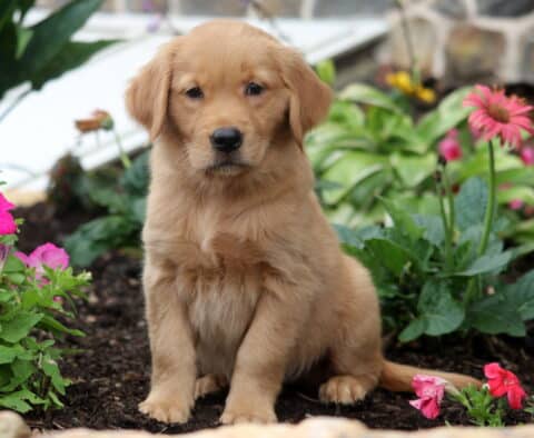 Breeze Golden
