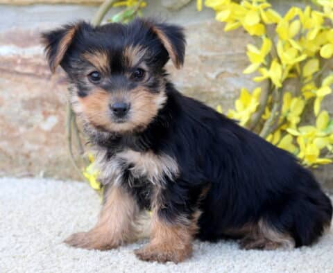 Brianna Yorkie
