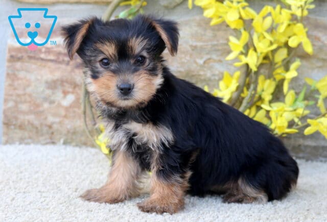 Brianna Yorkie image