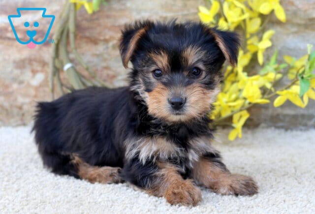 Brianna Yorkie2 image