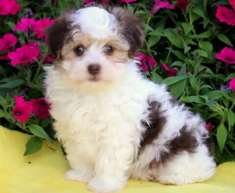 Brie Havanese