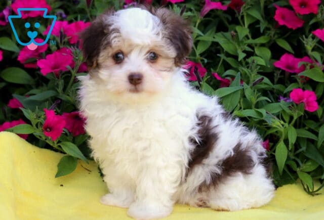 Brie Havanese image
