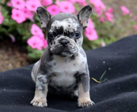 Merle French Bulldog puppy sitting on a black blanket outdoors with pink flowers in the background.