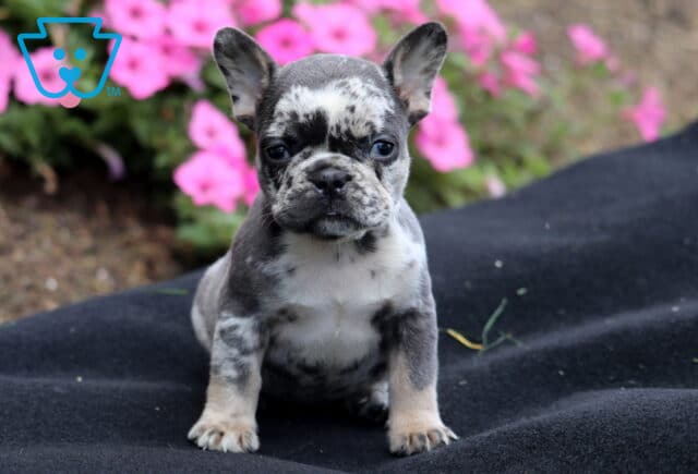 Merle French Bulldog puppy sitting on a black blanket outdoors with pink flowers in the background. image
