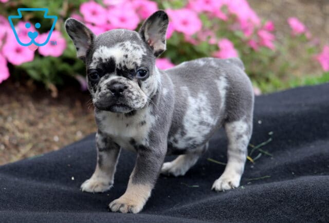 Merle French Bulldog puppy standing on a black blanket outdoors with pink flowers in the background. image