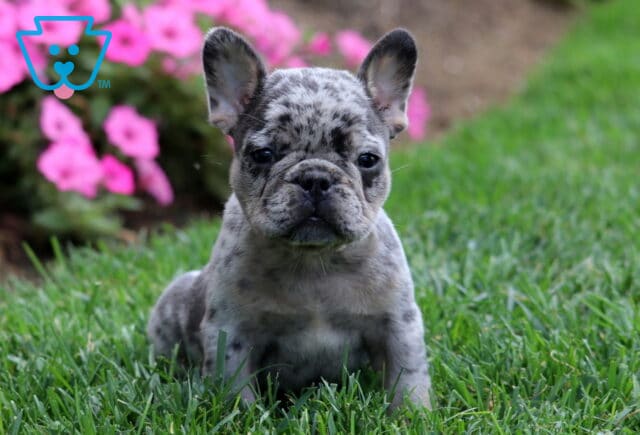 Merle French Bulldog puppy sitting in green grass with pink flowers in the background, looking directly at the camera. image