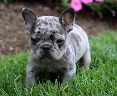 Merle French Bulldog puppy standing in green grass with pink flowers and mulch in the background.