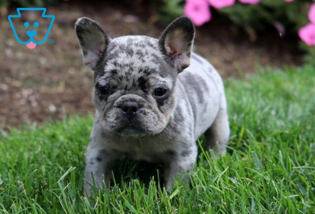 Merle French Bulldog puppy standing in green grass with pink flowers and mulch in the background. image