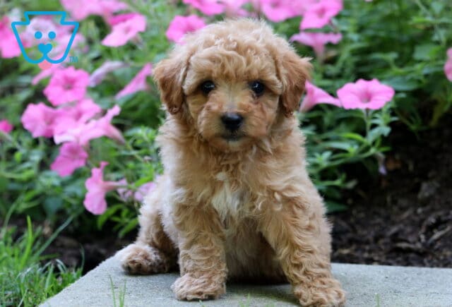 Bronx Mini Poodle image
