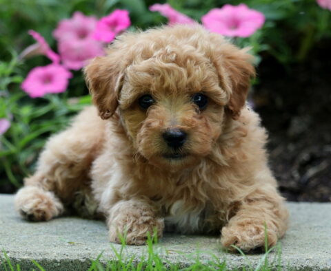 Bronx Mini Poodle2