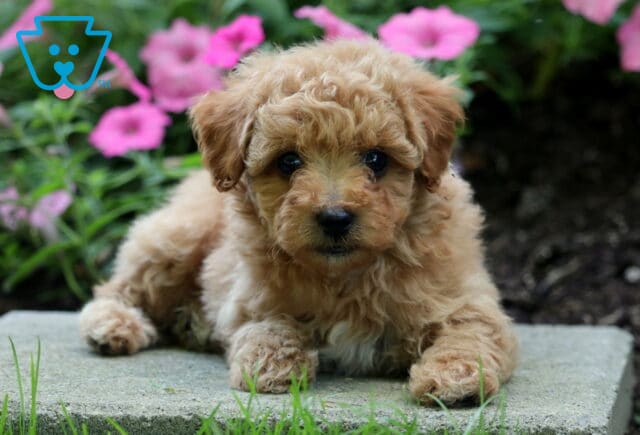 Bronx Mini Poodle2 image