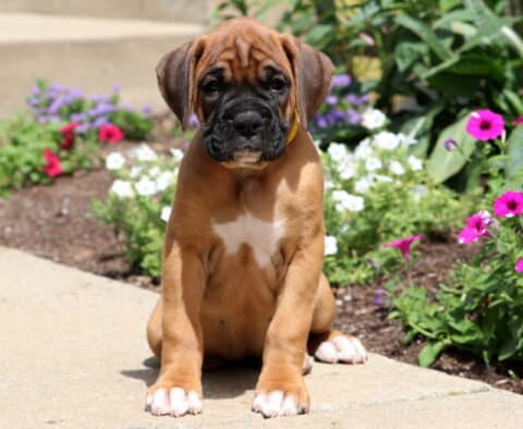 Bubba Boxer