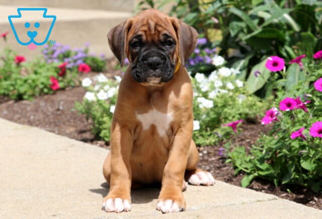 Bubba Boxer image