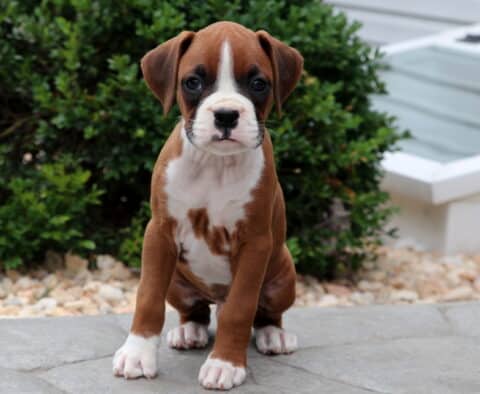Boxer puppy with a white blaze on its face and speckled chest sitting attentively on a stone patio, with green shrubs and a white window well in the background.