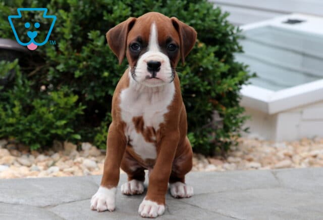 Boxer puppy with a white blaze on its face and speckled chest sitting attentively on a stone patio, with green shrubs and a white window well in the background. image