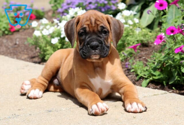 Bubba Boxer2 image