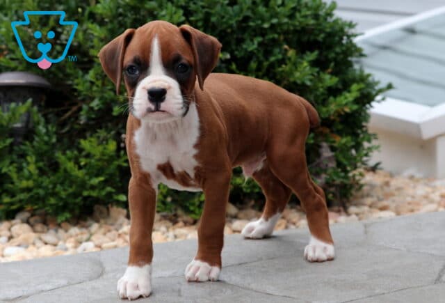 Playful Boxer puppy standing confidently on a stone patio, showing off its white paws, chest markings, and a curious expression, with green bushes and rocks in the background. image