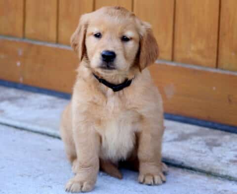 Golden Retriever puppy sitting on a concrete surface in front of a wooden fence, wearing a black collar.