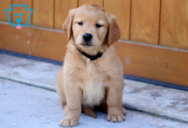 Golden Retriever puppy sitting on a concrete surface in front of a wooden fence, wearing a black collar. image