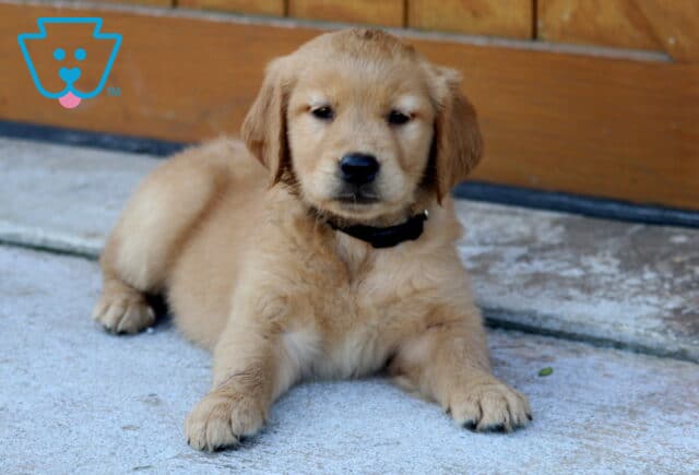 Golden Retriever puppy lying on a concrete surface in front of a wooden fence, wearing a black collar. image