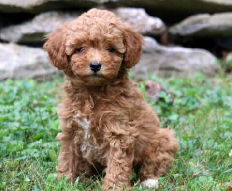 Bubbles Cavapoo