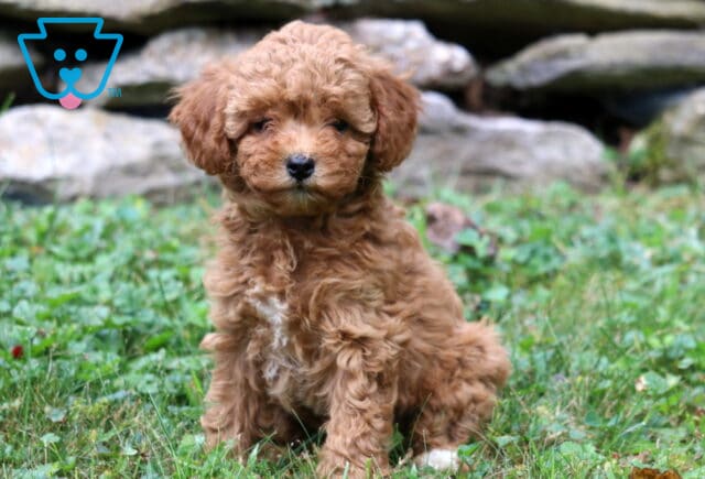 Bubbles Cavapoo image
