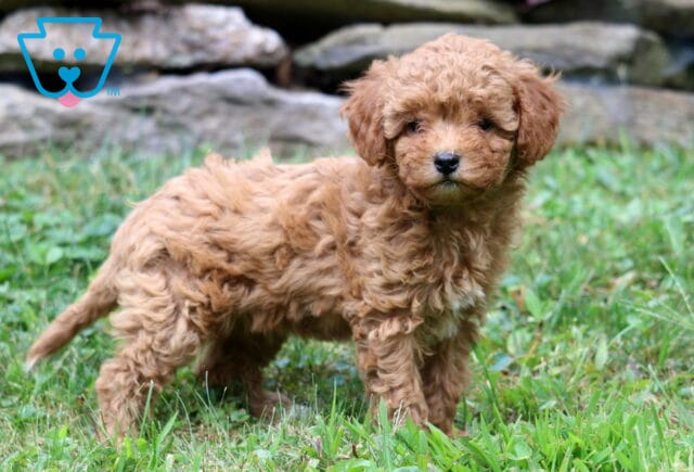 Bubbles Cavapoo2 image