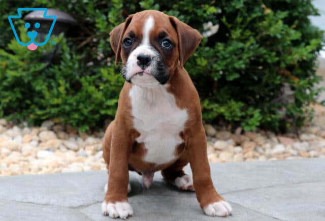 Adorable Boxer puppy with a white chest and paws sitting on a stone patio, looking curiously at the camera with expressive eyes and a slightly wrinkled forehead. image