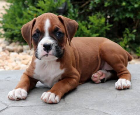Sweet Boxer puppy lying down on a stone patio with front paws outstretched, gazing up with soulful eyes and a soft white chest and paw markings.
