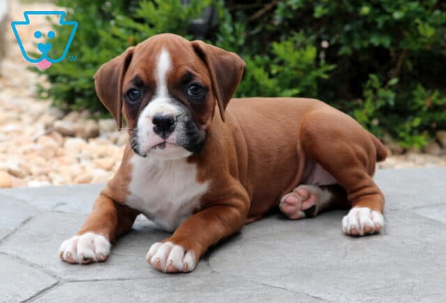 Sweet Boxer puppy lying down on a stone patio with front paws outstretched, gazing up with soulful eyes and a soft white chest and paw markings. image