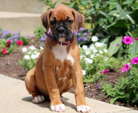 Bugsy Boxer