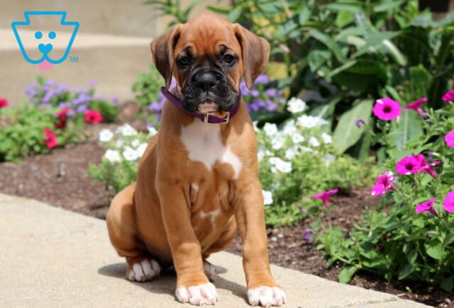 Bugsy Boxer image