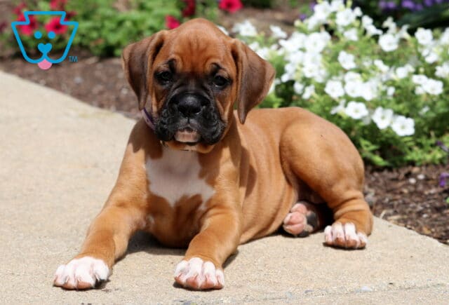 Bugsy Boxer2 image
