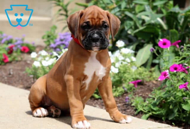 Buster Boxer image