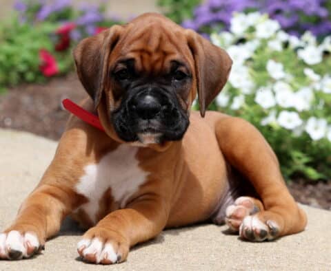Buster Boxer2