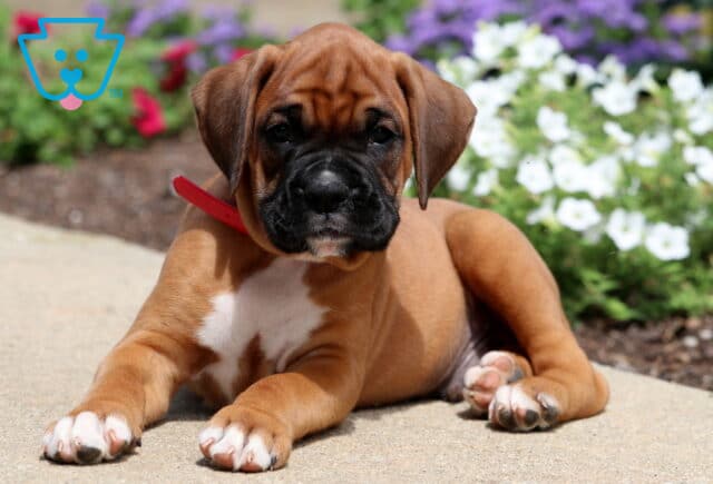 Buster Boxer2 image