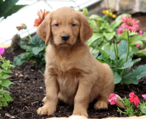 Buster Golden