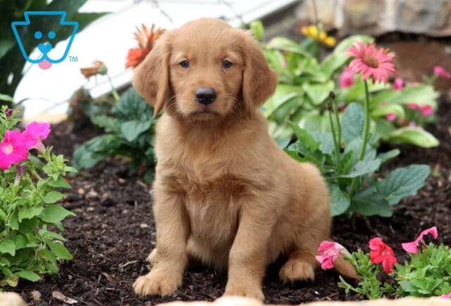 Buster Golden image