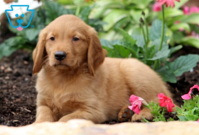 Buster Golden2 image