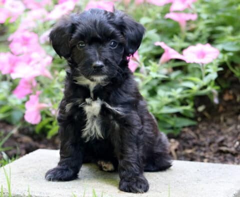 Buster Mini Poodle