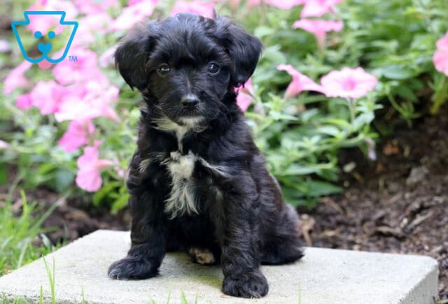 Buster Mini Poodle image