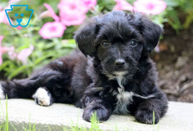 Buster Mini Poodle2 image