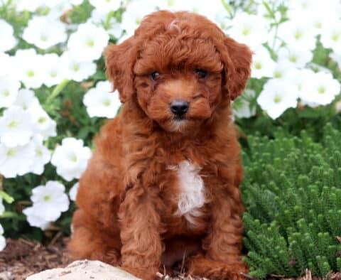 Fluffy reddish-brown Cavapoo puppy with a large white chest patch sitting among white flowers and green plants.