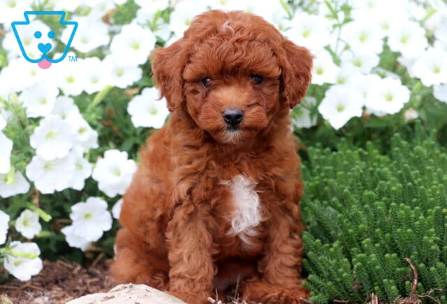 Fluffy reddish-brown Cavapoo puppy with a large white chest patch sitting among white flowers and green plants. image