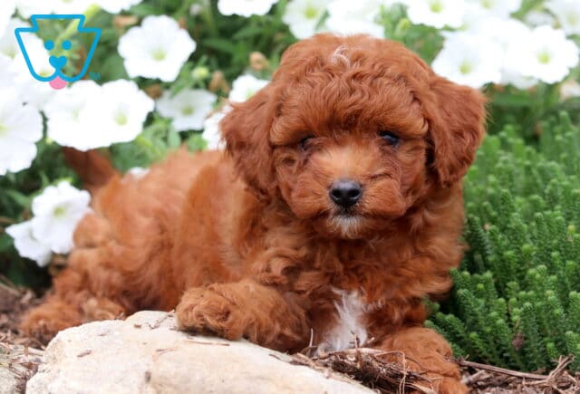 Adorable reddish-brown Cavapoo puppy lying on the ground with a white chest patch, surrounded by white flowers and greenery. image