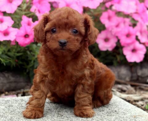 Cara Toy Poodle