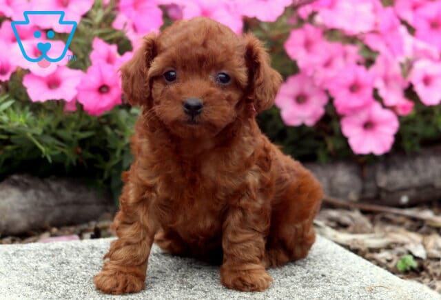 Cara Toy Poodle image