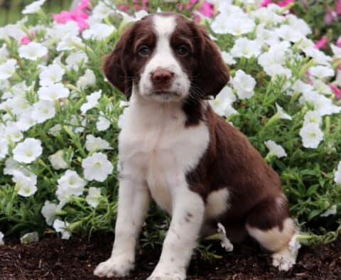 Cassidy English Spaniel