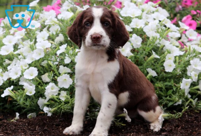 Cassidy English Spaniel image