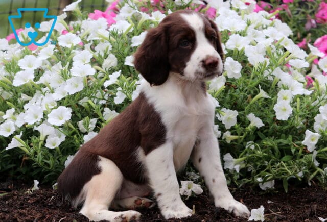 Cassidy English Spaniel2 image